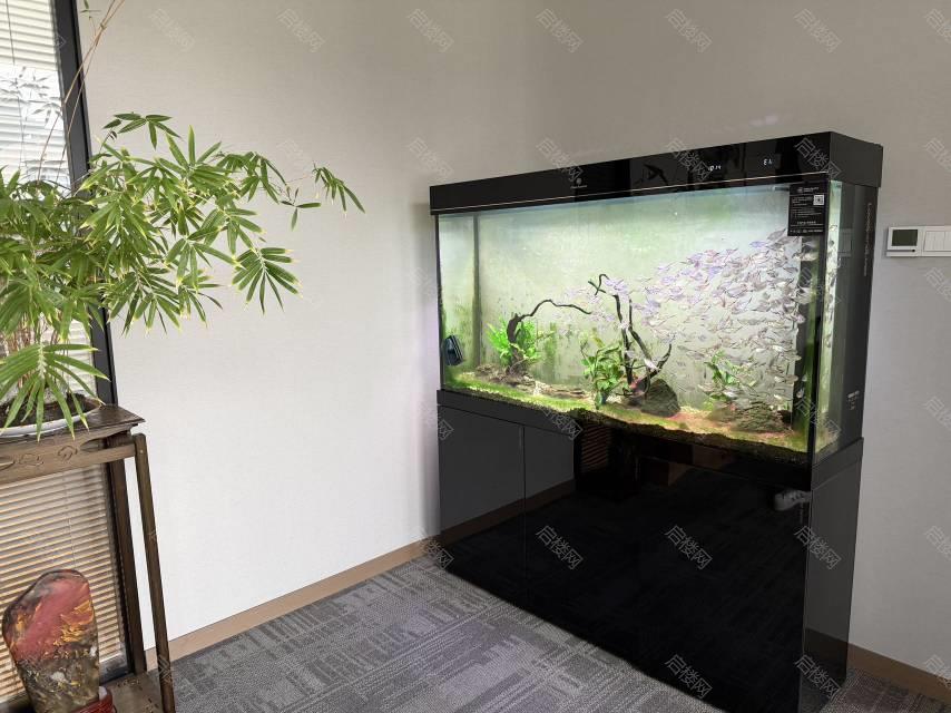 实拍图